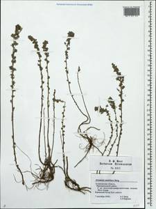 Artemisia austriaca Jacq., Eastern Europe, Lower Volga region (E9) (Russia)