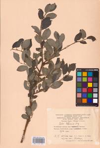 Salix bebbiana Sarg., Eastern Europe, Eastern region (E10) (Russia)