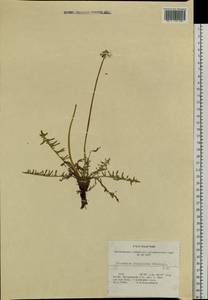 Taraxacum scariosum (Tausch) Kirschner & Å, Siberia, Altai & Sayany Mountains (S2) (Russia)