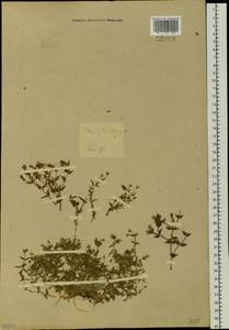 Mesostemma dichotomum (L.) Arabi, Rabeler & Zarre, Siberia, Baikal & Transbaikal region (S4) (Russia)