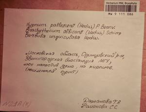 MW 9 111 086, Jochenia pallescens (Hedw.) Hedenäs, Schlesak & D. Quandt, Bryophytes, Bryophytes - Moscow City & Moscow Oblast (B6a) (Russia)