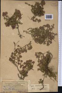 Thymus seravschanicus Klokov, Middle Asia, Western Tian Shan & Karatau (M3)