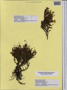 Cassiope tetragona (L.) D. Don, Siberia, Central Siberia (S3) (Russia)