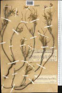Parrya fruticulosa Regel & Schmalh., Middle Asia, Western Tian Shan & Karatau (M3) (Kazakhstan)
