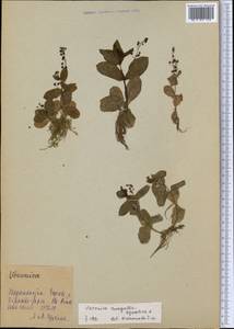 Veronica anagallis-aquatica L., Middle Asia, Pamir & Pamiro-Alai (M2) (Tajikistan)