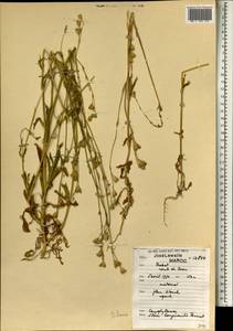 Silene gracilis (Tolm.) comb. ined., Africa (AFR) (Morocco)