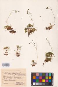 Saxifraga cespitosa L., Eastern Europe, Eastern region (E10) (Russia)