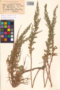 Artemisia abrotanum L., Middle Asia, Caspian Ustyurt & Northern Aralia (M8) (Kazakhstan)