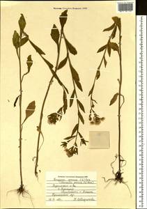 Erigeron annuus (L.) Pers., Siberia, Russian Far East (S6) (Russia)
