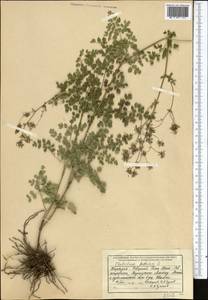 Thalictrum foetidum L., Middle Asia, Northern & Central Tian Shan (M4) (Kyrgyzstan)