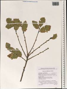 Quercus coccifera L., South Asia, South Asia (Asia outside ex-Soviet states and Mongolia) (ASIA) (Israel)