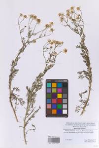 Matricaria chamomilla L., Eastern Europe, Moscow region (E4a) (Russia)
