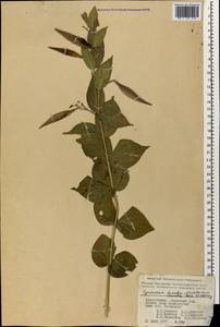 Vincetoxicum funebre Boiss. & Kotschy, Caucasus, Azerbaijan (K6) (Azerbaijan)