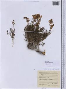 Hedysarum cretaceum DC., Eastern Europe, Central forest-and-steppe region (E6) (Russia)