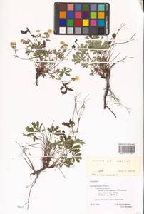 Potentilla patula Waldst. & Kit., Eastern Europe, Central forest-and-steppe region (E6) (Russia)