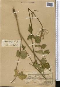 Semenovia dasycarpa (Regel & Schmalh.) Korovin ex Pimenov & V. N. Tikhom., Middle Asia, Western Tian Shan & Karatau (M3) (Uzbekistan)