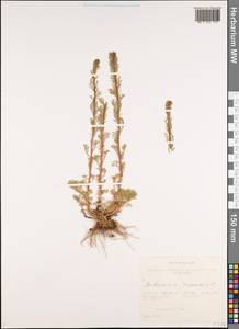 Artemisia rupestris L., Siberia, Western Siberia (S1) (Russia)