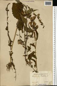 Campanula trachelium L., Eastern Europe, Estonia (E2c) (Estonia)