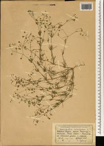 Spergula arvensis L., South Asia, South Asia (Asia outside ex-Soviet states and Mongolia) (ASIA) (India)