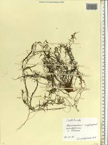 Callitriche, Eastern Europe, Central forest-and-steppe region (E6) (Russia)