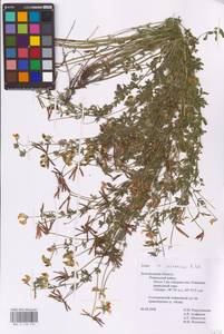 Lotus × ucrainicus Klokov, Eastern Europe, Central forest-and-steppe region (E6) (Russia)