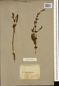 Rumex pulcher L., Caucasus, Armenia (K5) (Armenia)