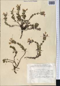 Dracocephalum oblongifolium Regel, Middle Asia, Pamir & Pamiro-Alai (M2) (Tajikistan)