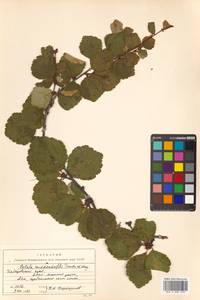 Betula fruticosa Pall., Siberia, Russian Far East (S6) (Russia)