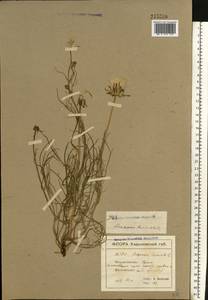 Scorzonera cana (C. A. Mey.) O. Hoffm., Eastern Europe, North Ukrainian region (E11) (Ukraine)