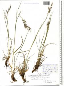 Bromus variegatus M.Bieb., Caucasus, Stavropol Krai, Karachay-Cherkessia & Kabardino-Balkaria (K1b) (Russia)