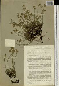 Eritrichium sericeum (Lehm.) A. DC., Siberia, Baikal & Transbaikal region (S4) (Russia)