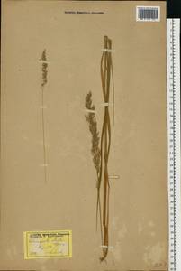Calamagrostis stricta (Timm) Koeler, Eastern Europe, Latvia (E2b) (Latvia)