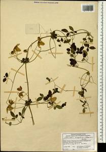Clematis tangutica (Maxim.) Korsh., South Asia, South Asia (Asia outside ex-Soviet states and Mongolia) (ASIA) (China)