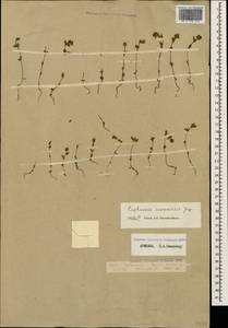 Euphrasia sevanensis Juz., Caucasus, Armenia (K5) (Armenia)