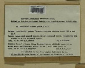 Oncophorus virens (Hedw.) Brid., Bryophytes, Bryophytes - Karelia, Leningrad & Murmansk Oblasts (B4) (Russia)