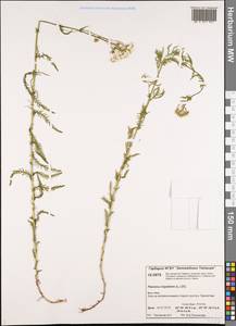 Achillea impatiens L., Siberia, Central Siberia (S3) (Russia)