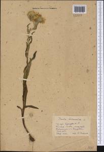 Pentanema britannicum (L.) D. Gut. Larr., Santos-Vicente, Anderb., E. Rico & M. M. Mart. Ort., Siberia, Western Siberia (S1) (Russia)
