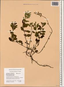Teucrium chamaedrys subsp. nuchense (K.Koch) Rech.f., Caucasus, Black Sea Shore (from Novorossiysk to Adler) (K3) (Russia)