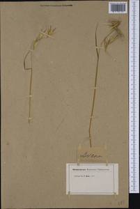 Avena, Western Europe (EUR) (Not classified)