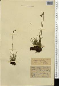 Eremogone lychnidea (Bieb.) Rupr., Caucasus, Krasnodar Krai & Adygea (K1a) (Russia)