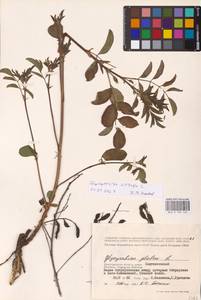 Glycyrrhiza glabra L., Eastern Europe, Lower Volga region (E9) (Russia)