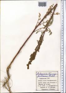 Artemisia tournefortiana Rchb., Middle Asia, Pamir & Pamiro-Alai (M2) (Tajikistan)