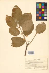 Euonymus hamiltonianus Wall., Siberia, Russian Far East (S6) (Russia)