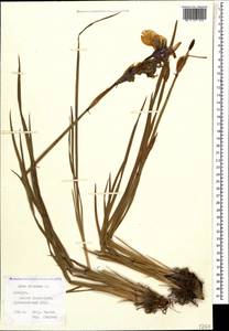 Iris sibirica L., Caucasus, Stavropol Krai, Karachay-Cherkessia & Kabardino-Balkaria (K1b) (Russia)
