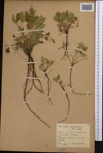 Potentilla humifusa Willd. ex D.F.K.Schltdl., Middle Asia, Northern & Central Kazakhstan (M10) (Kazakhstan)