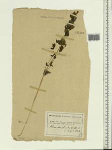 Rhinanthus serotinus var. vernalis (N. W. Zinger) Janch., Eastern Europe, Lower Volga region (E9) (Russia)