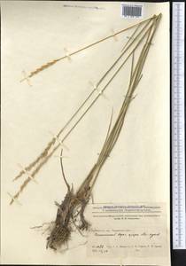 Agropyron, Middle Asia, Northern & Central Kazakhstan (M10) (Kazakhstan)
