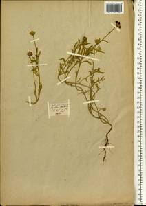 Amellus alternifolius subsp. alternifolius, Africa (AFR) (Estonia)