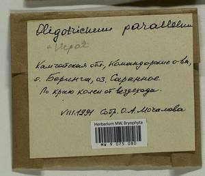 Oligotrichum parallelum (Mitt.) Kindb., Bryophytes, Bryophytes - Chukotka & Kamchatka (B21) (Russia)