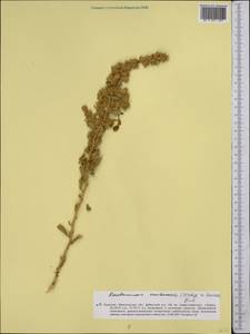 Krascheninnikovia ewersmanniana (Stschegl. ex Losinsk.) Grubov, Middle Asia, Caspian Ustyurt & Northern Aralia (M8) (Kazakhstan)